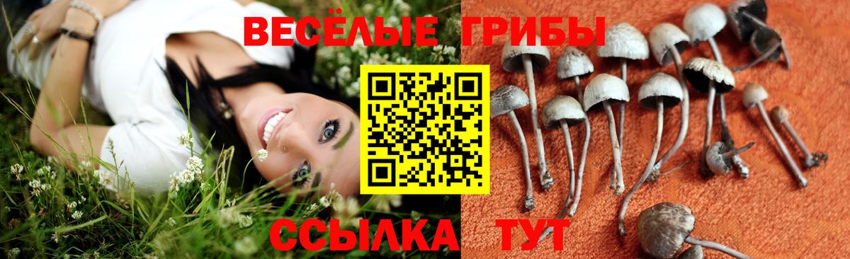 Добрянка  Псилоцибиновые грибы MAGIC MUSHROOMS  Вход с VPN 